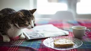 Can Cats Eat Bread? (Issues to Contemplate & What to Keep away from)