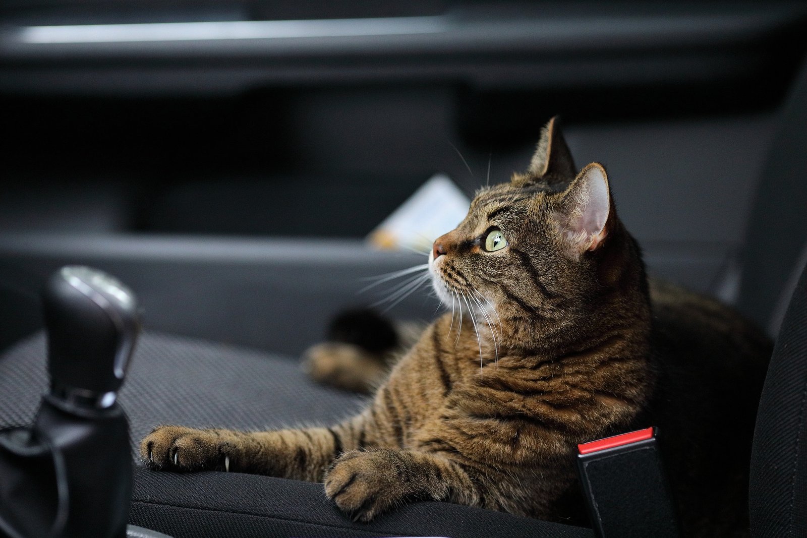 Make Your Cat Be taught to Just like the Automotive