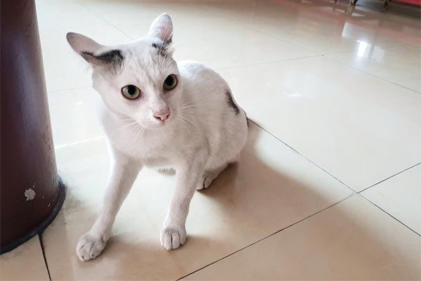 Issues To Know About Abused Cats