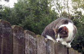 How To Maintain Cats In Your Backyard