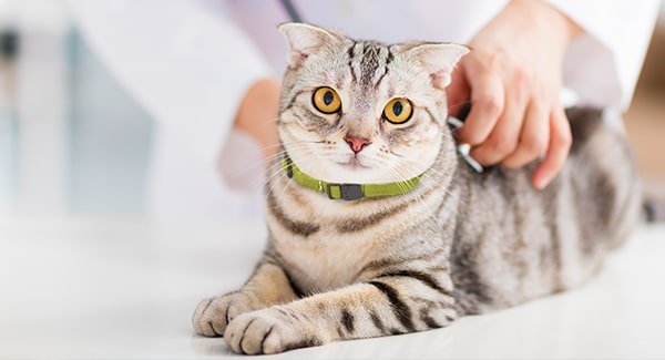 Causes to Buy Pet Well being Insurance coverage for Your Cat