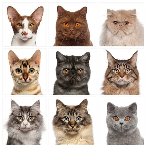 Selecting a Cat Breed to Match Your Household