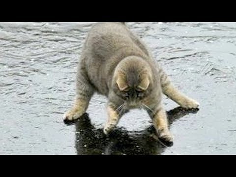 You'll LAUGH SO HARD that YOU WILL FAINT - FUNNY CAT compilation