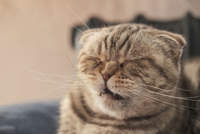 Cats Sneezing: Causes & Therapy