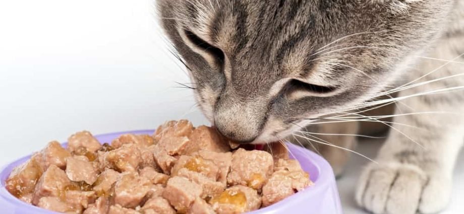 Feline Licks Food However Does Not Eat