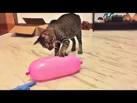funny Cats VS Balloons