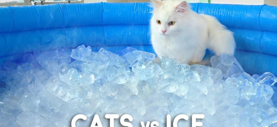 Can Cats Walk On Ice?