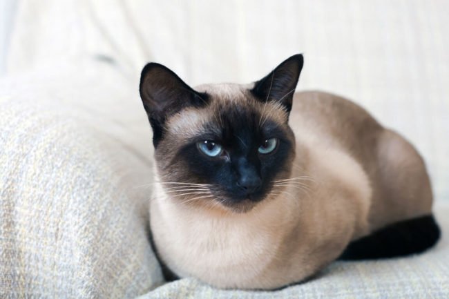 Familiarize Your self With Most In style Cat Breeds