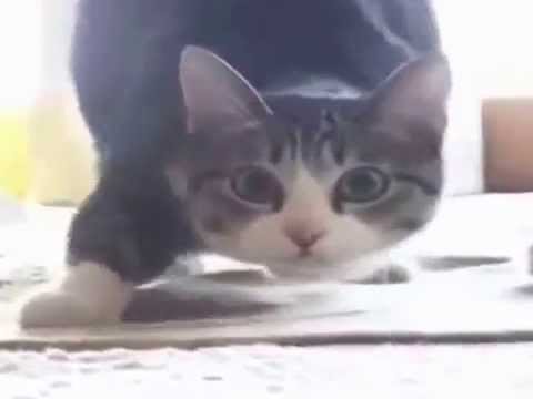 Cat Wiggle Wiggle Wiggle [FULL SONG/VIDEO]
