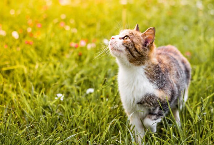 Indoor Vs. Outdoor Cats: Should You Let Your Felines Outdoors?