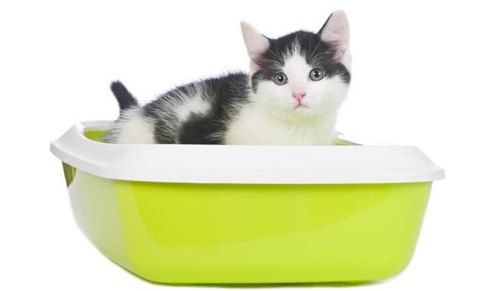 Diarrhea In Cats: Causes, Signs, And Treatment