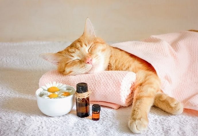 Homeopathy For Cats: What You Required To Know