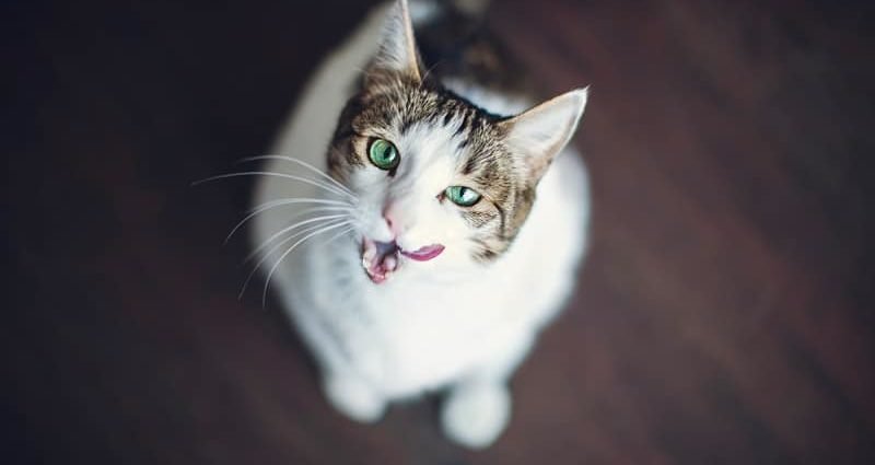What It Suggests If a Feline Is Panting and Drooling