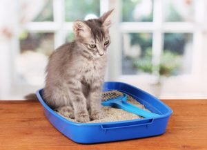 How to stop your feline from peeing outdoors his litter box