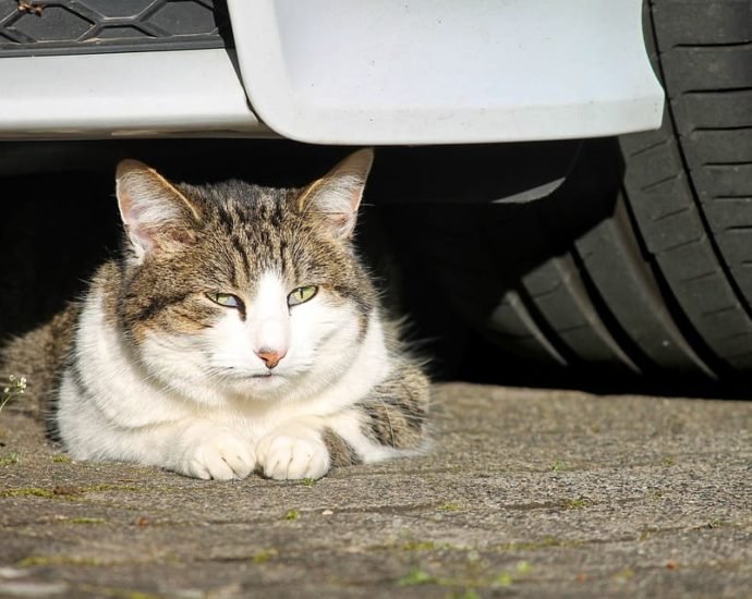 How to calm a cat in the car?