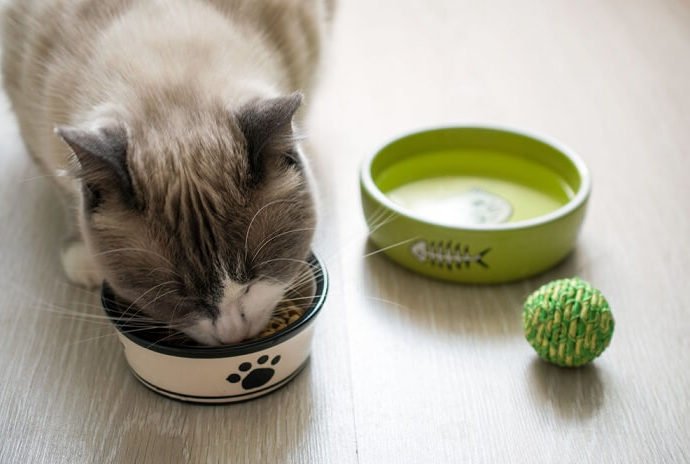 Removal Diet Plans For Felines: What You Required to Know