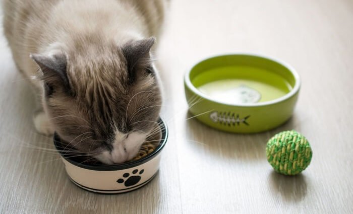 Removal Diet Plans For Felines: What You Required to Know