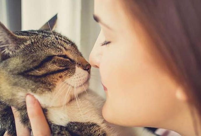 Why Do We Love Cats A Lot?