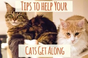 There Are No Bad cats ! (Habits Issues and How to Resolve Them)