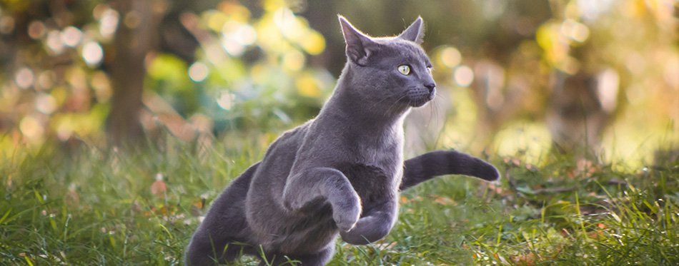 Cute blue russian cat running in nature