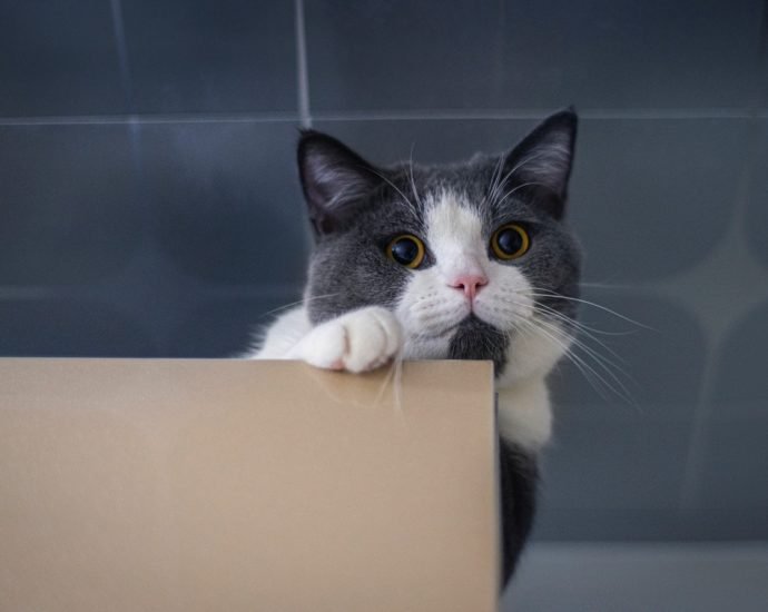 Adopting a cat in a cattery: What to look for before choosing a cattery?