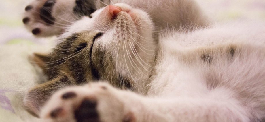 Cat that shakes in his sleep : Understanding and acting