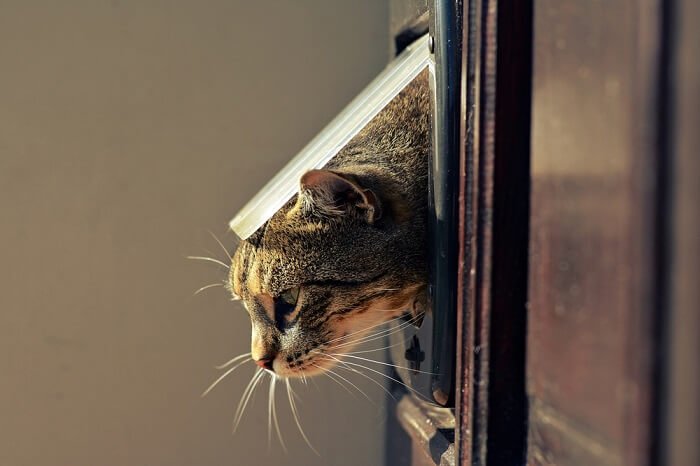 Tips And Tricks to Train Your Cat To Use Pet Door