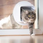How To Train Your Cat To Use A Pet Door