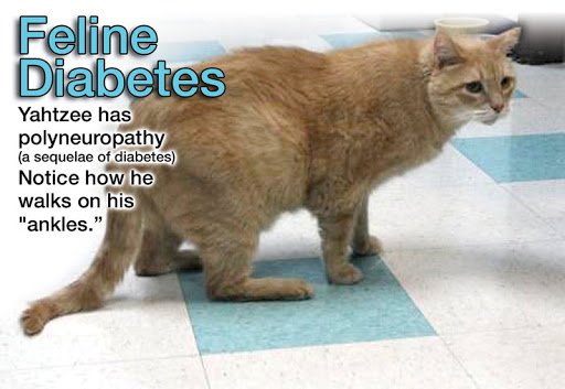 Caring For Your Diabetic Cat