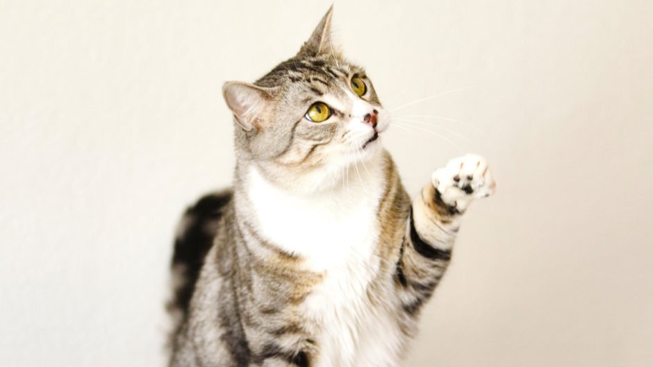 Eight Interesting Facts About A Cat's Paws And Claws
