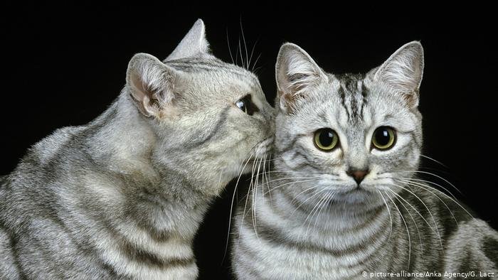 What Makes Cats Completely different From Different Animals