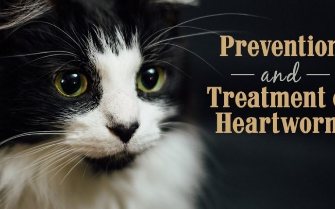 Heartworm Treatment For Cats