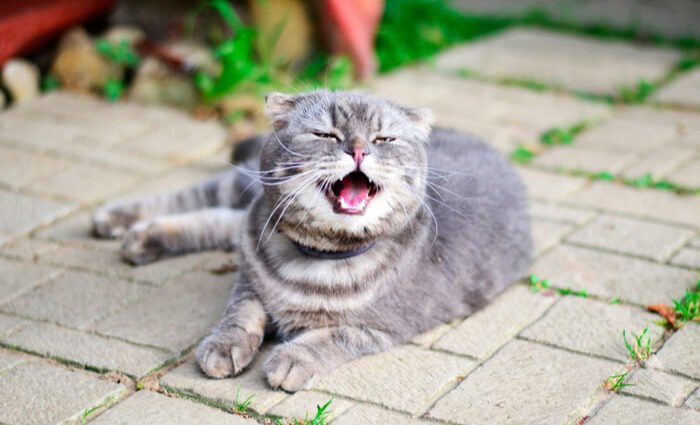 Cats Sneezing: Causes & Therapy