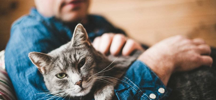 Cat Habits Drawback And Their Options That You Want To Know Earlier than Adopting A Cat