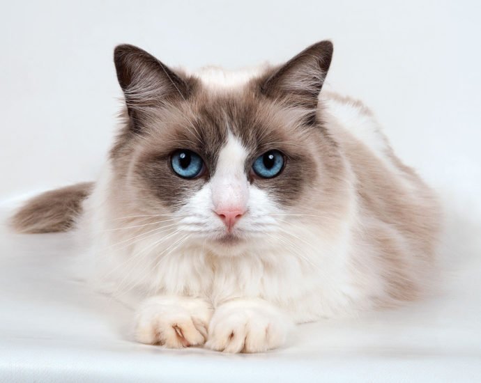 Familiarize Your self With Most In style Cat Breeds