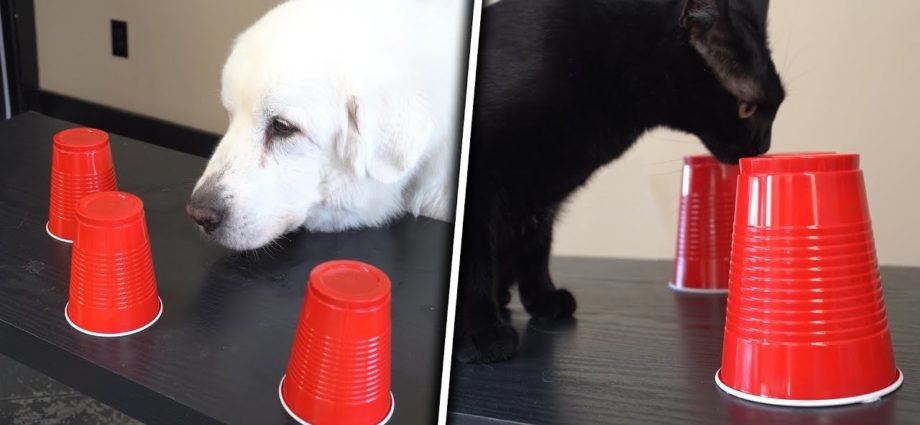DOGS vs CATS: The Cup Game Challenge