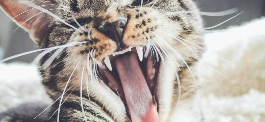 Why Do Felines Rub Their Teeth On You?