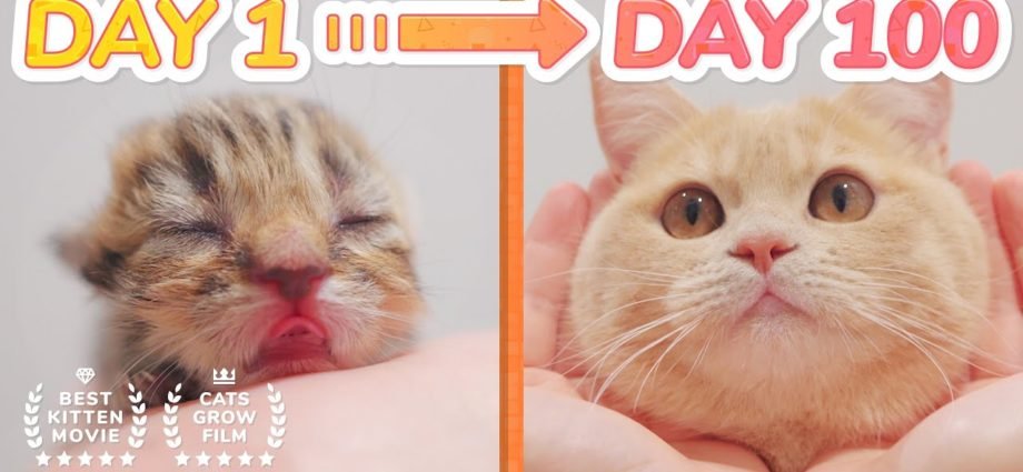 Same Cat? Kitten Grow Complete Different in 100 Days | Before & After Kitten Timelapse Movie