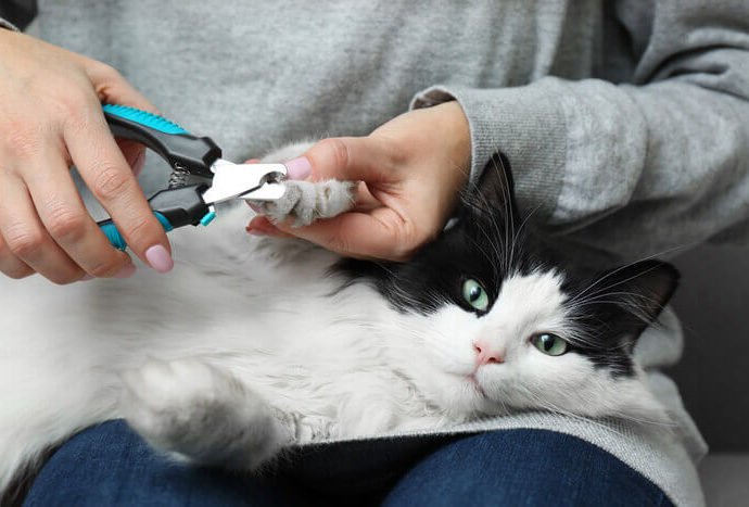 How To Cut Feline Nails?