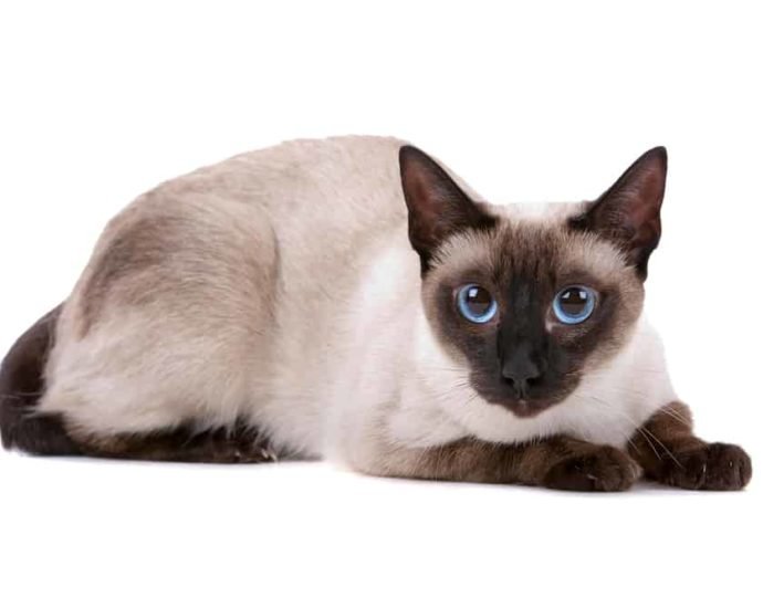 For How Long Do Siamese Cats Live?