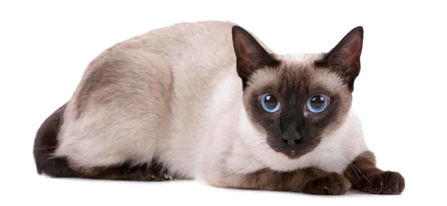 For How Long Do Siamese Cats Live?
