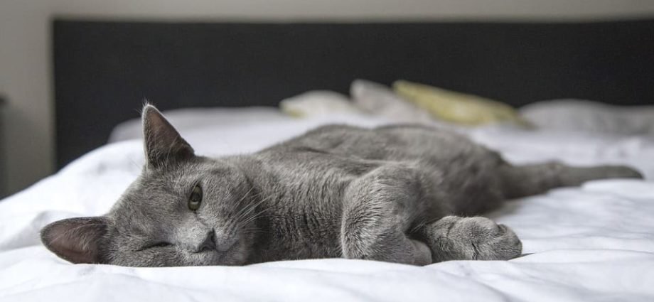 Cat peeing on the bed: Understand and act