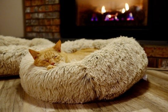Advantages of Having a Feline Bed for Your Feline