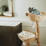 How to choose a cat tree?